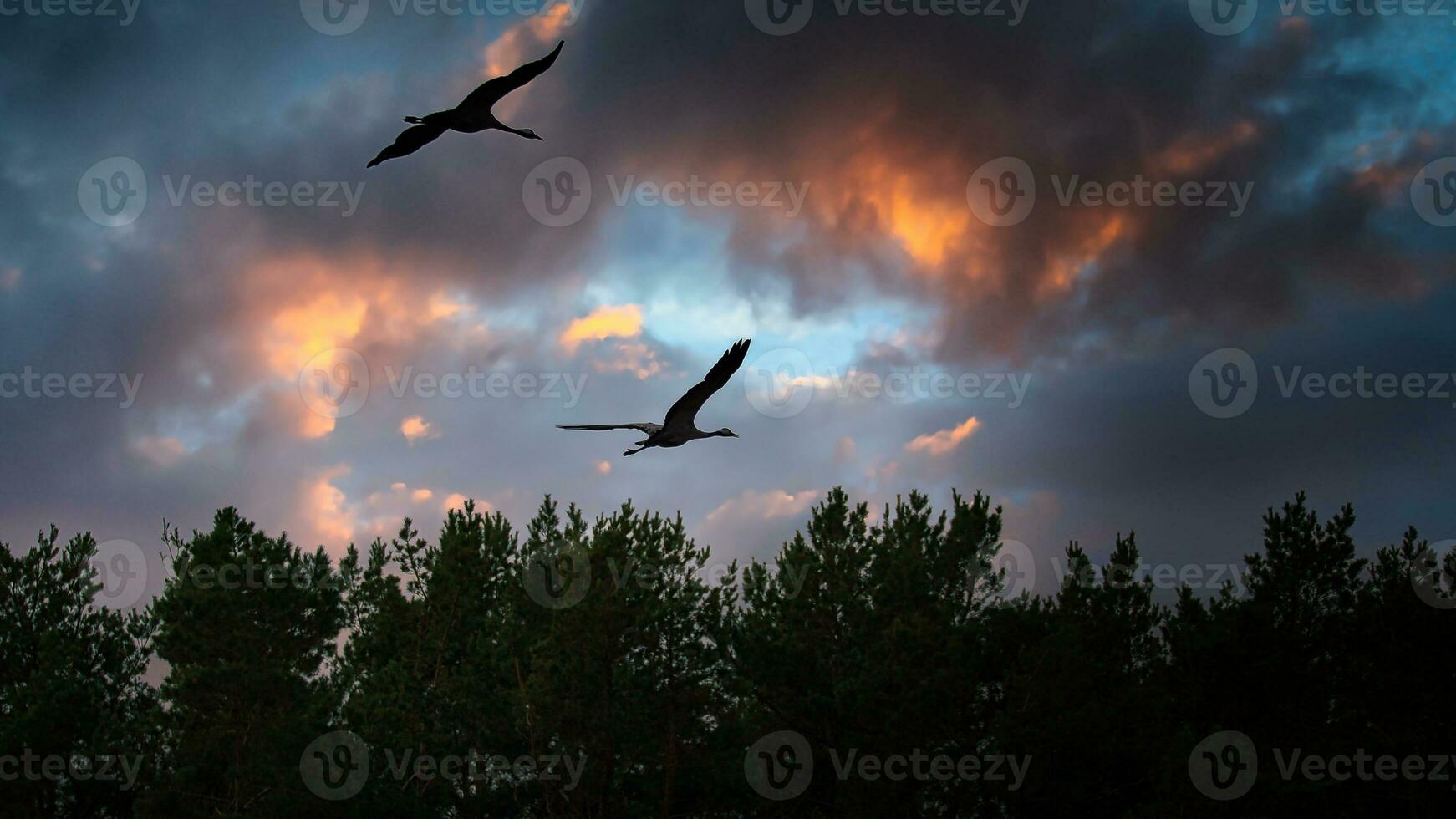 Two cranes fly over trees in a forest at sunset. Migratory birds on the Darss photo