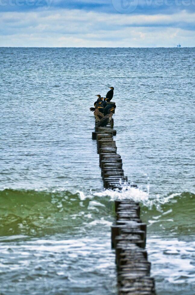 cormorán en un rompeolas en el báltico mar. el aves seco su plumas en el Dom foto