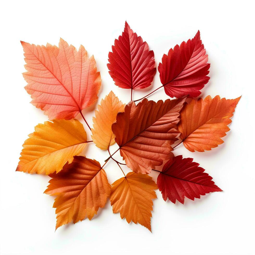 Autumn leaves on isolated white background, AI Generative photo