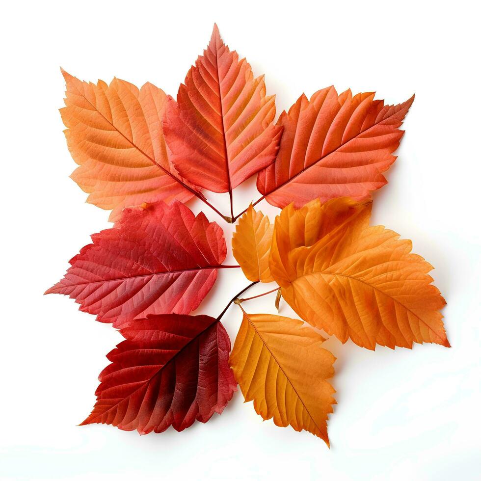 Autumn leaves on isolated white background, AI Generative photo