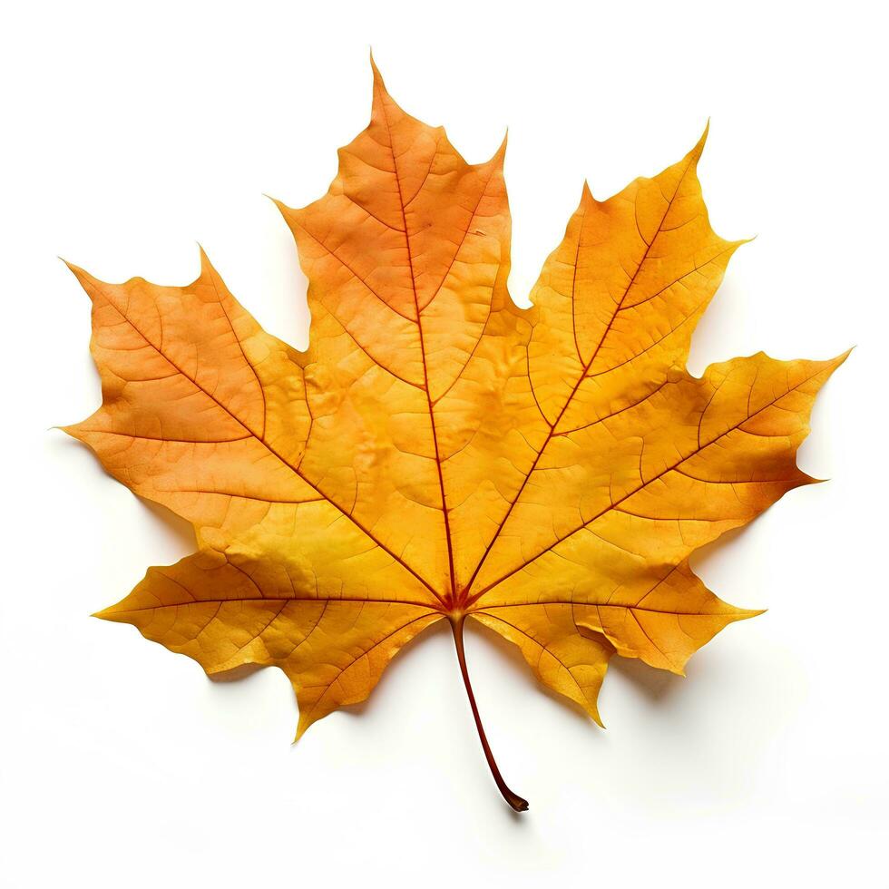 Autumn leaves on isolated white background, AI Generative photo