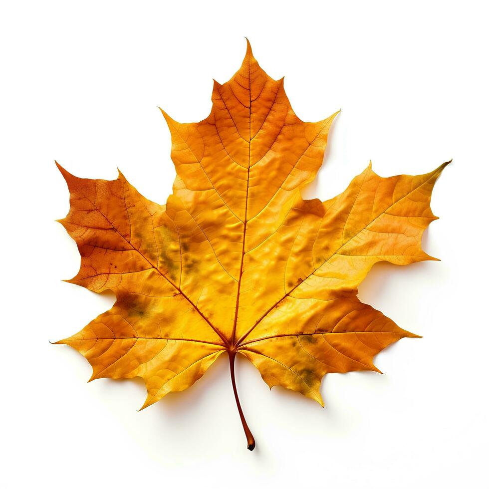 Autumn leaves on isolated white background, AI Generative photo