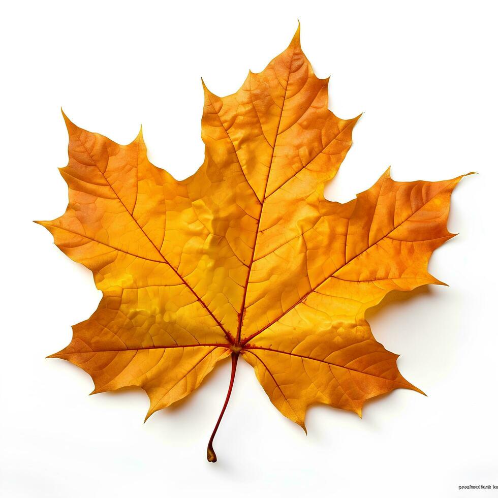 Autumn leaves on isolated white background, AI Generative photo