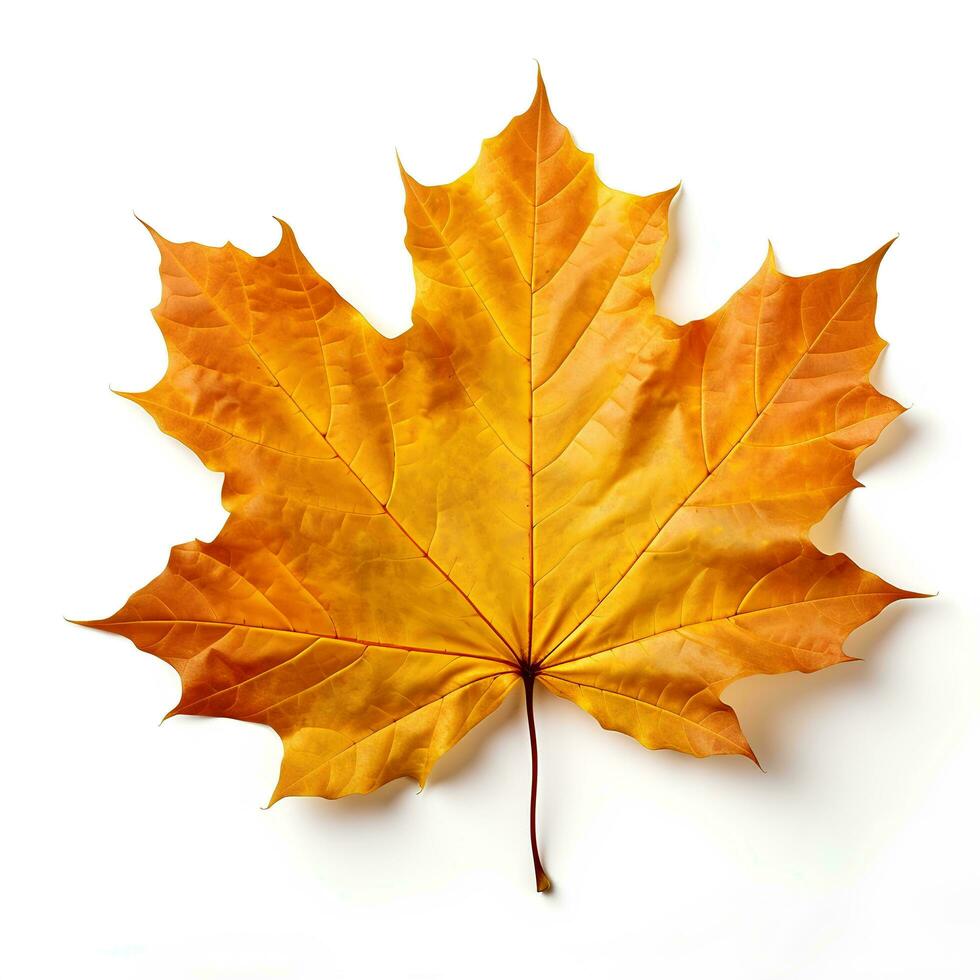 Autumn leaves on isolated white background, AI Generative photo
