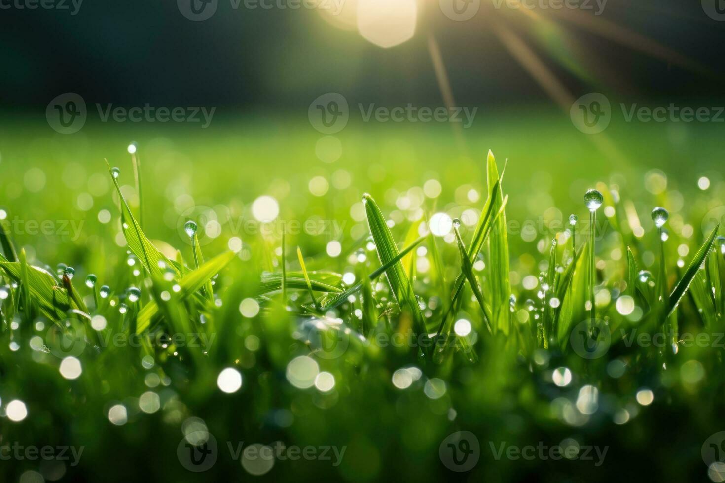 Lush green grass on a meadow with drops of water dew in the morning light in spring, summer outdoors. Close up, panorama. Generated by artificial intelligence photo