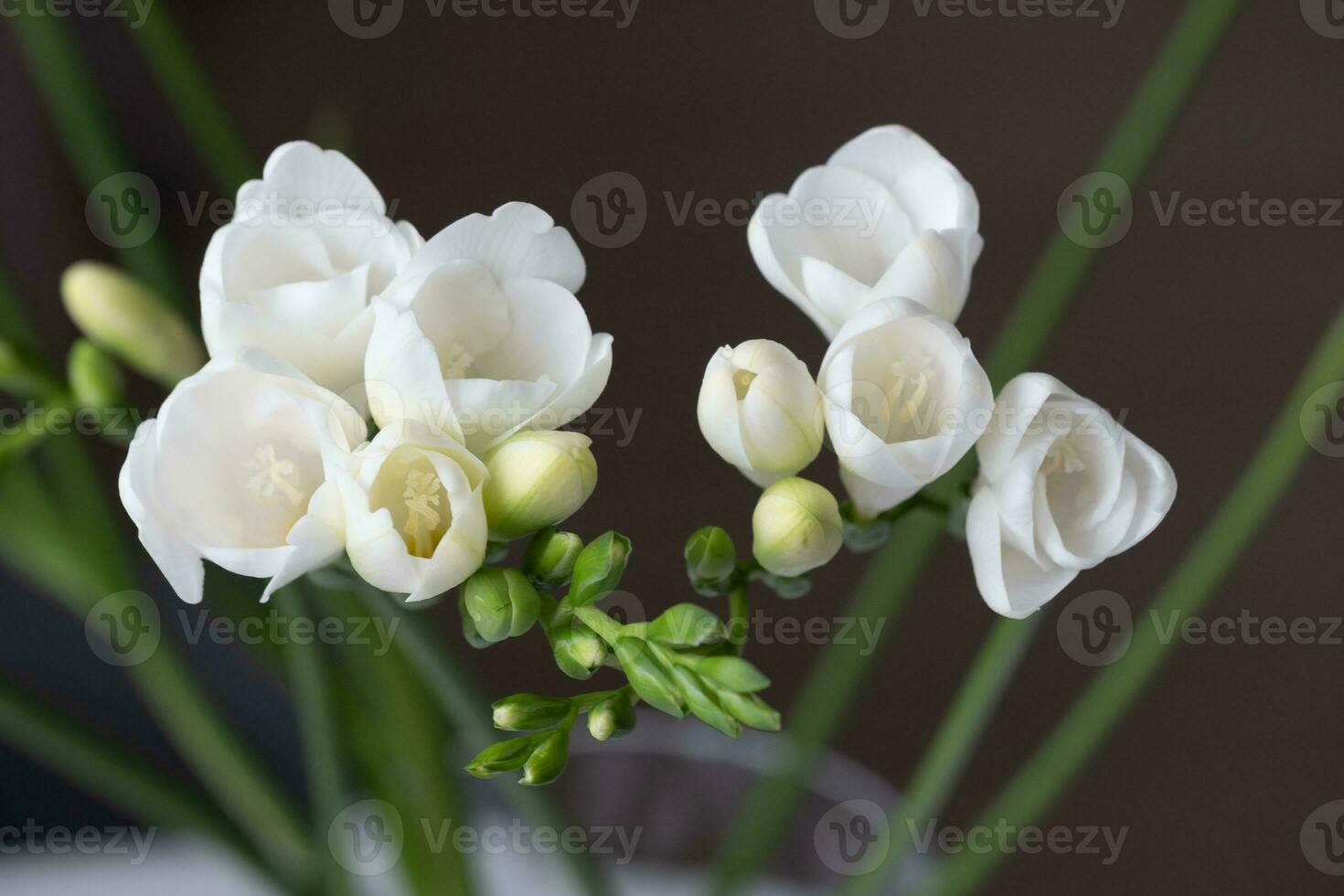 Top view of graceful beautiful snow-white freesia flowers and green flower buds photo