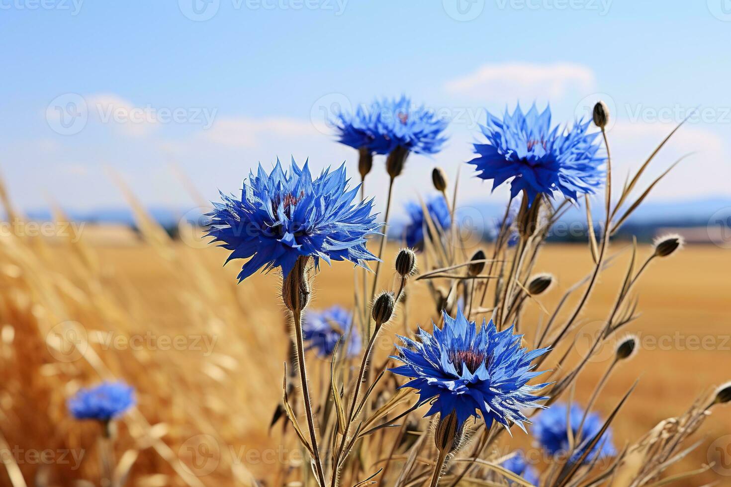 Blue cornflowers in a field close-up. Cornflowers in a summer field. Generated by artificial intelligence photo