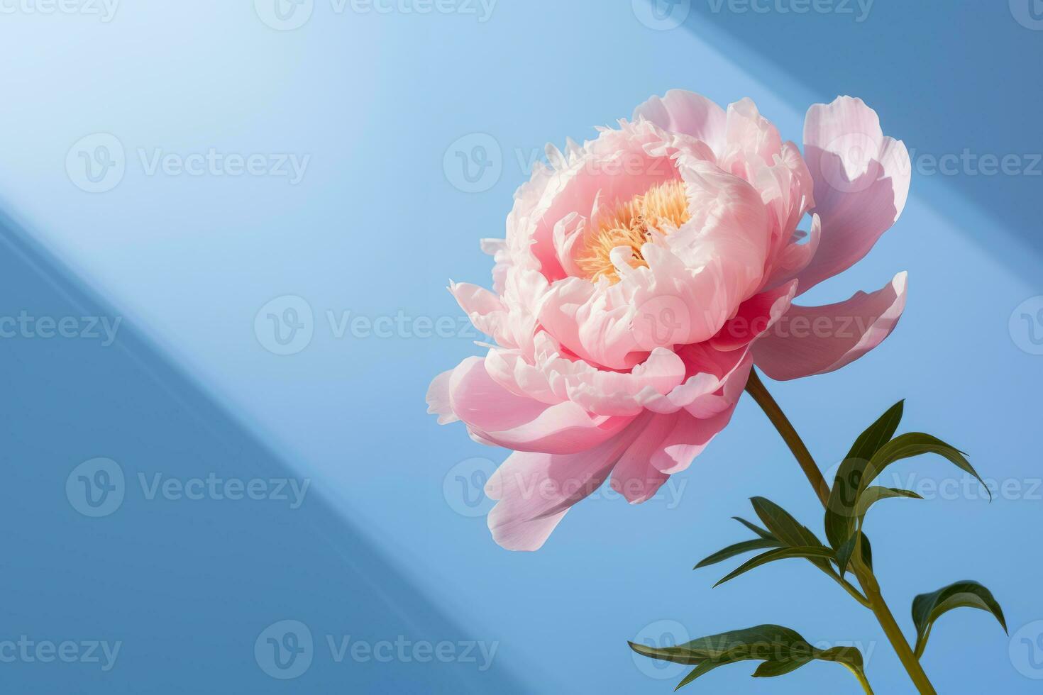 AI Generated A peony flower on a background with a copyspace. photo