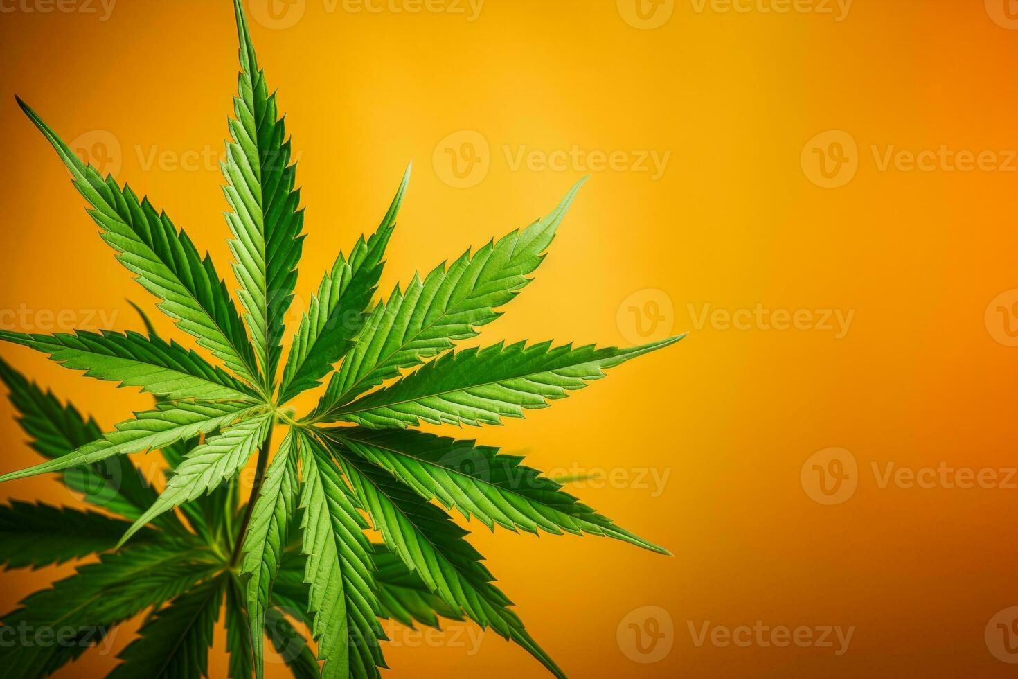 AI Generated A marijuana leaf in closeup on a bright background. photo