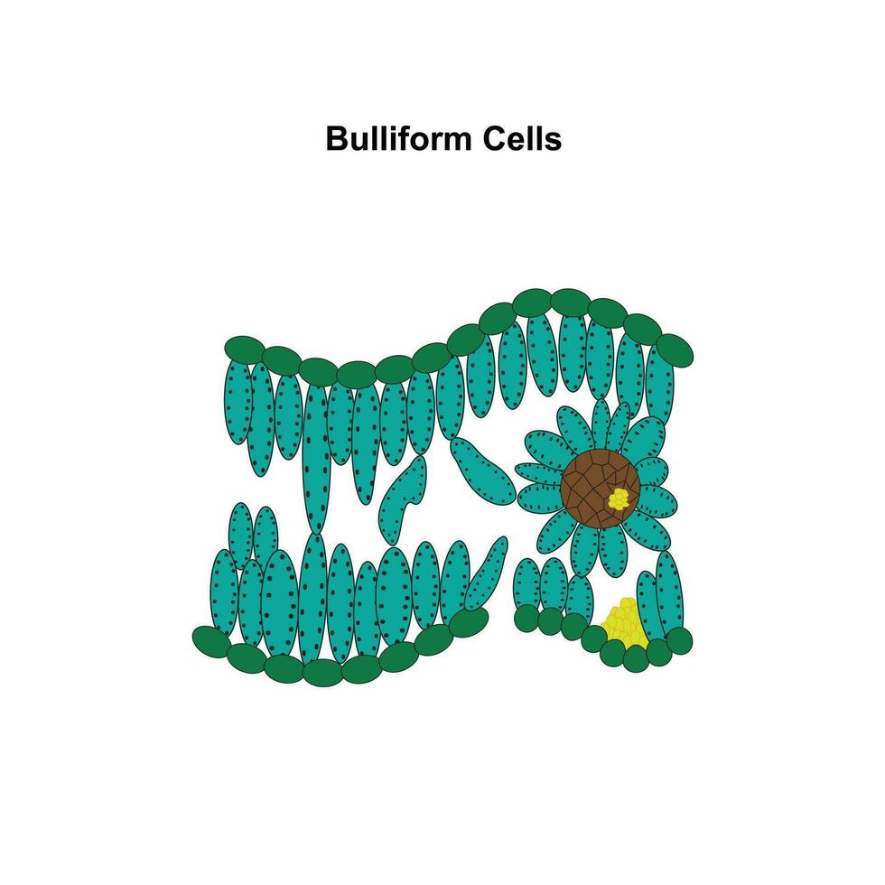 Bulliform cells are specialized plant cells that control leaf rolling in response to water availability, helping conserve water.biological concept. vector