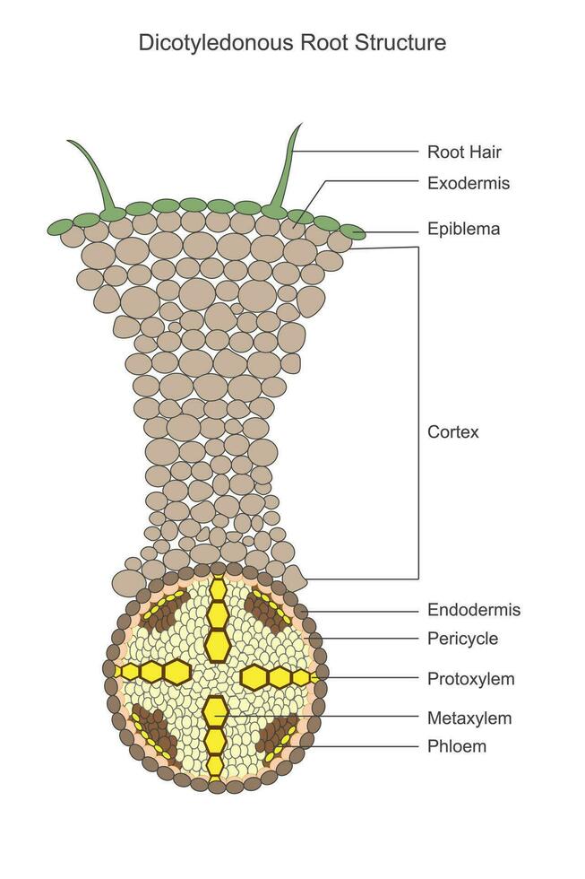 Dicotyledonous roots exhibit a taproot system with two cotyledons, which store nutrients, and lateral roots for water and nutrient absorption. Botanical concept. vector
