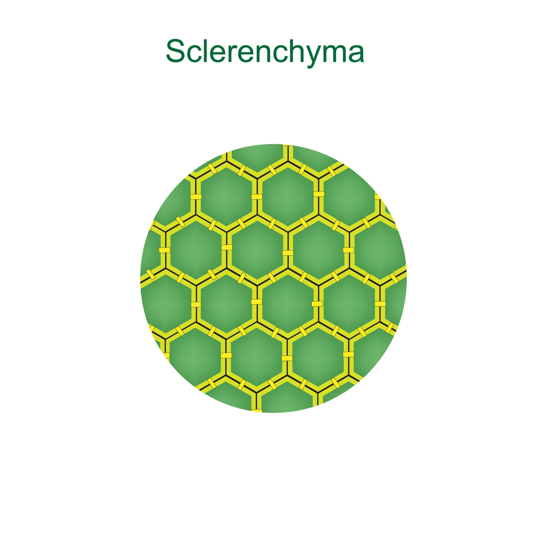Sclerenchyma. Plant tissue with tough, rigid cells, providing