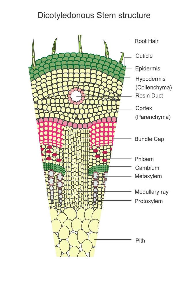 dicotiledóneas tallos tener un ramificado vascular sistema, con dos cotiledones y un distinto arreglo de vascular paquetes.botánico concepto. vector