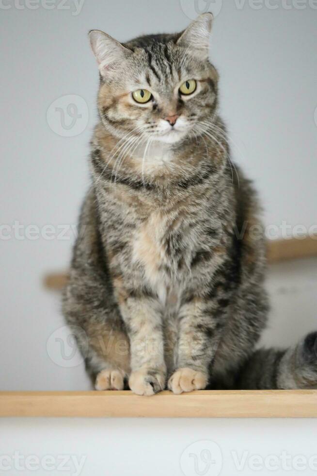 Adult Tabby Cat photo