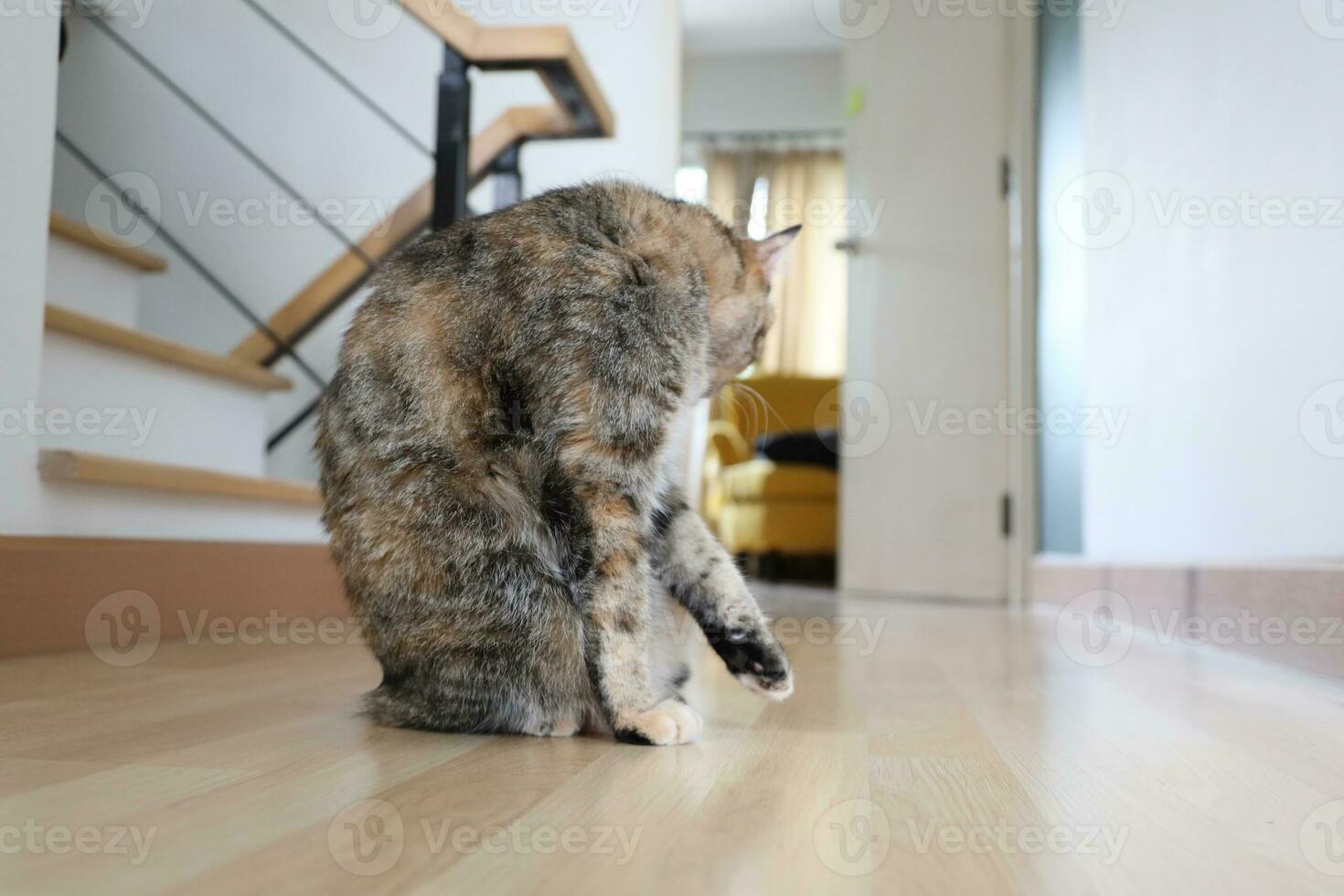 Adult Tabby Cat photo