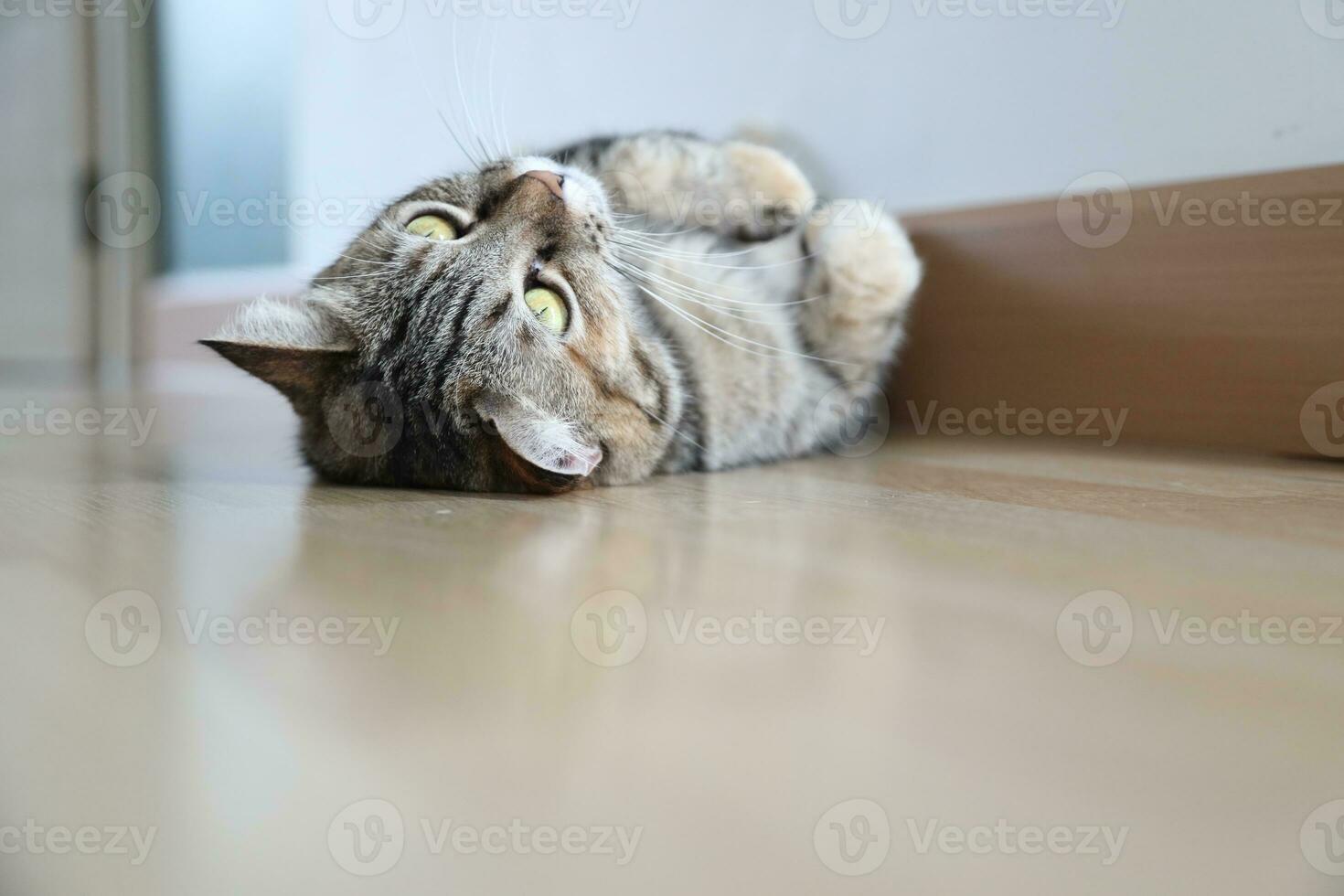 Adult Tabby Cat photo