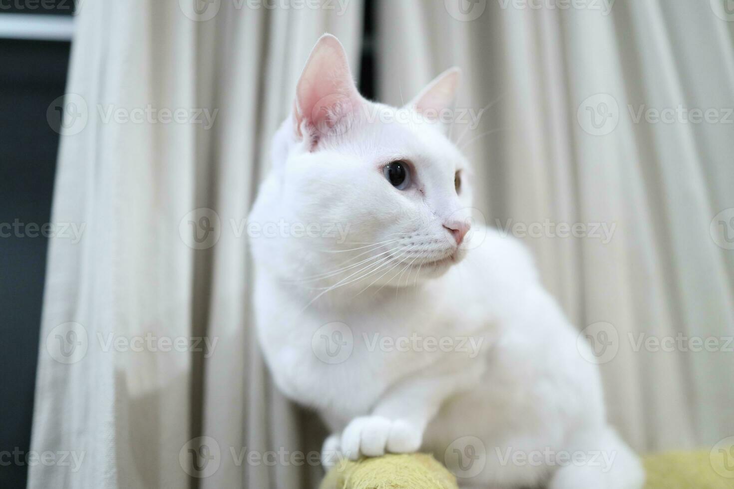 Khao Manee Cat photo