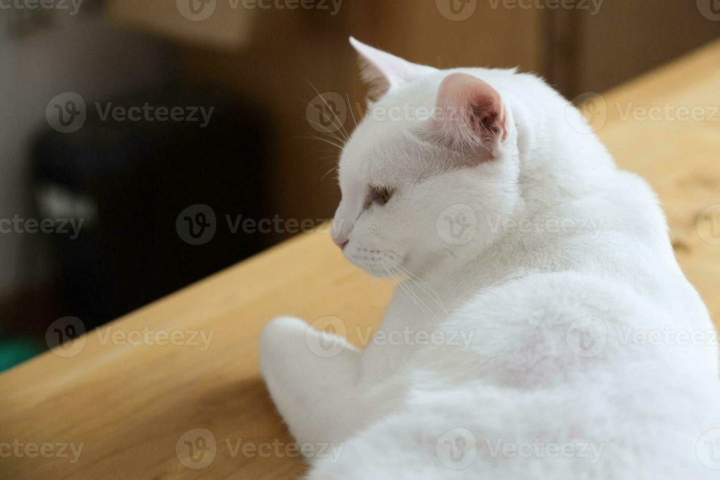 Khao Manee Cat photo