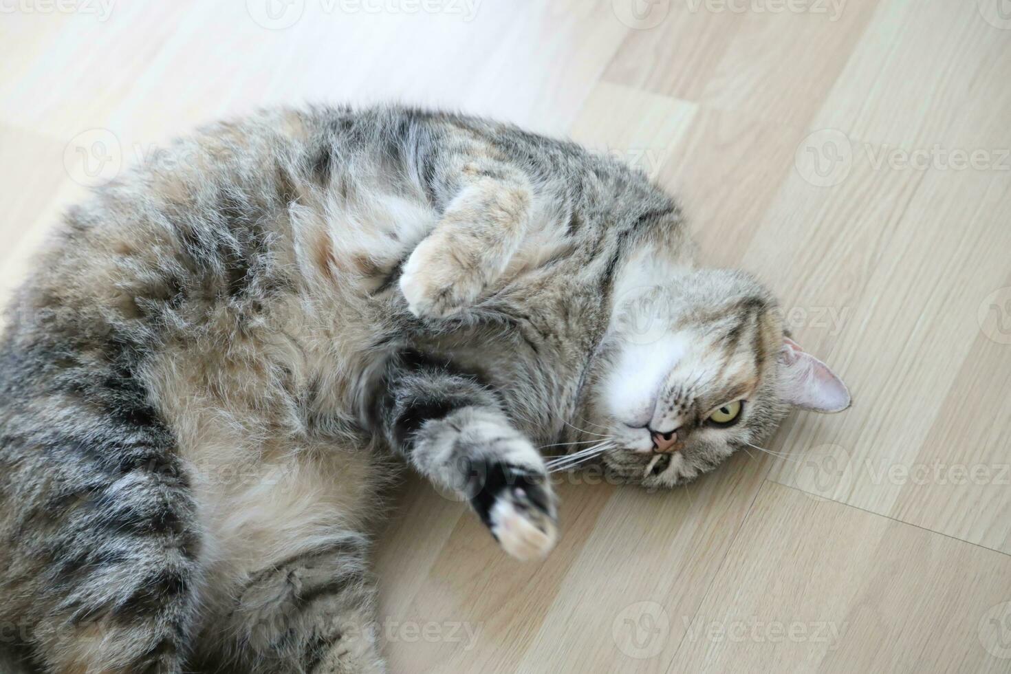 Adult Tabby Cat photo