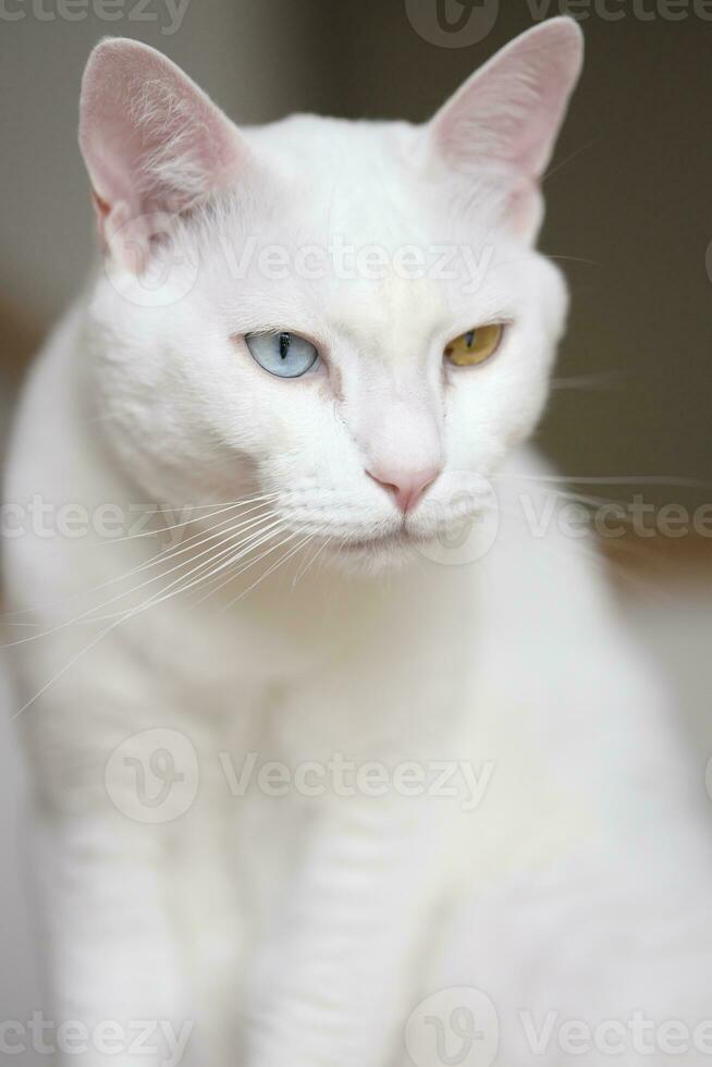 Khao Manee Cat photo