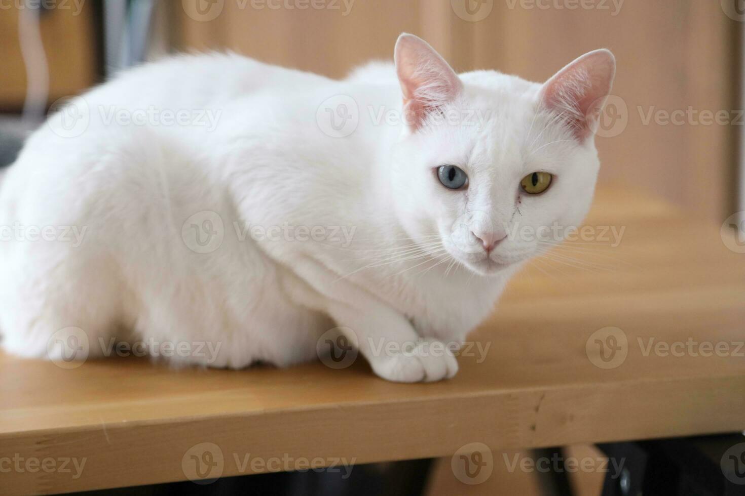 Khao Manee Cat photo