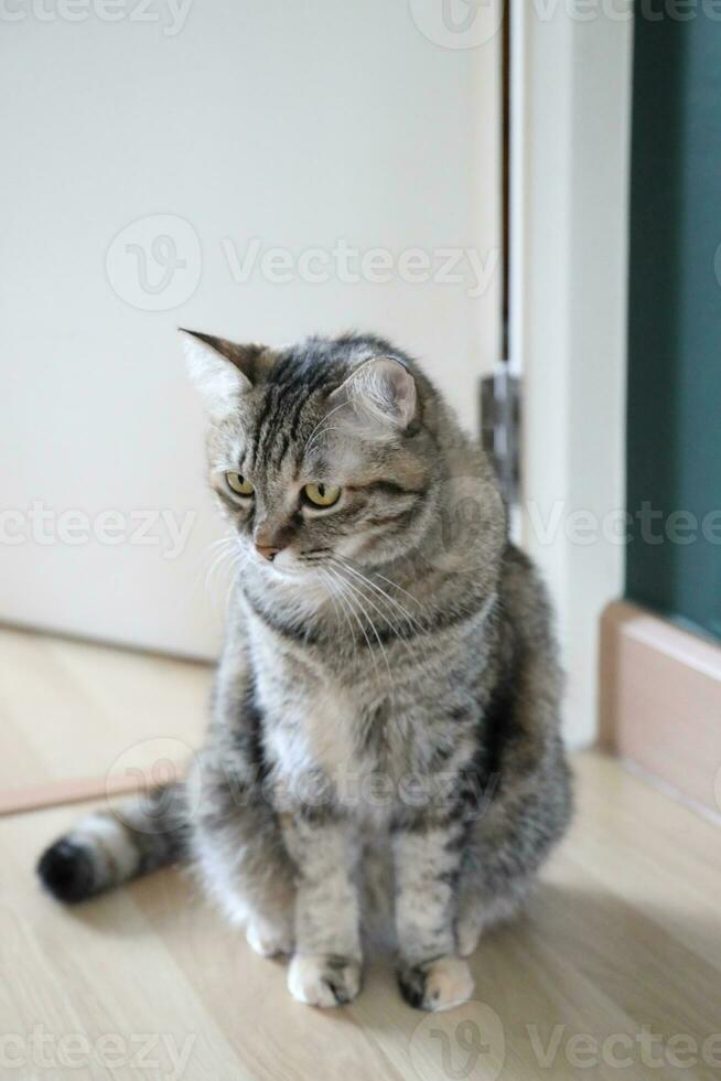 Adult Tabby Cat photo