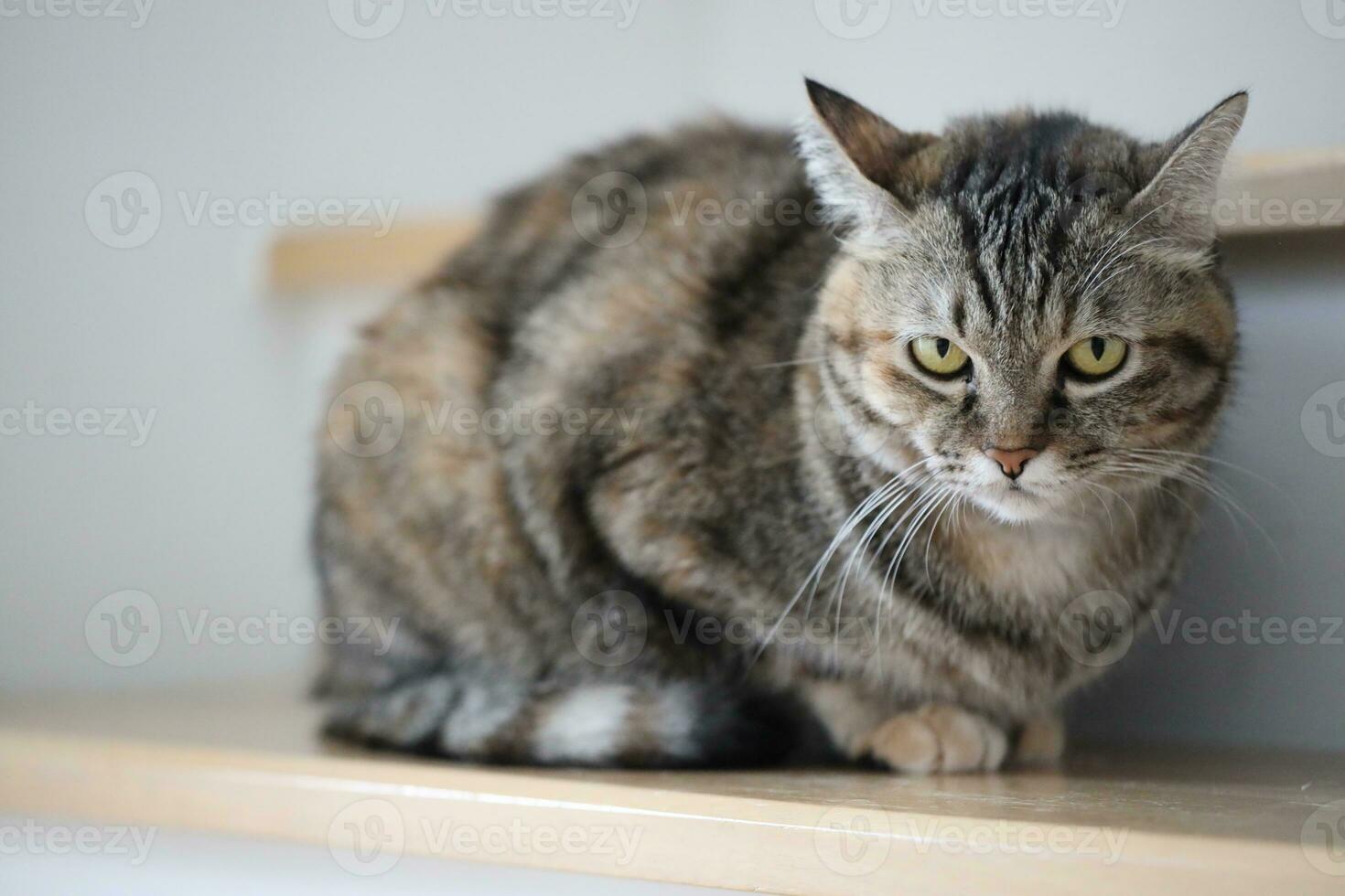 Adult Tabby Cat photo