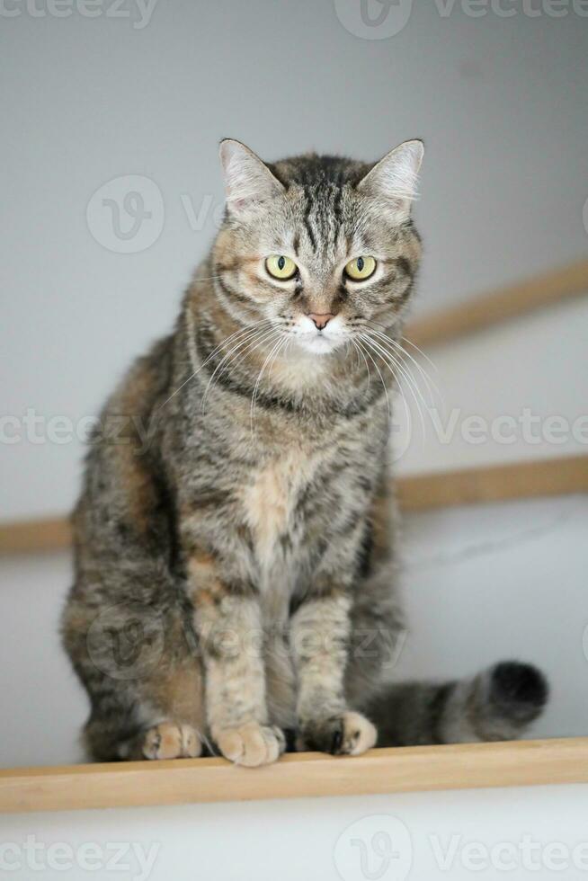 Adult Tabby Cat photo