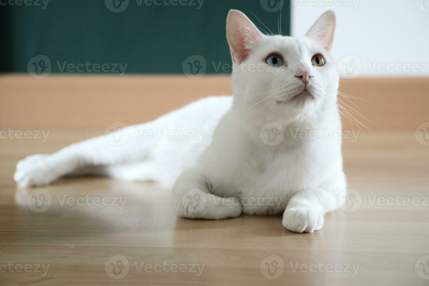 Khao Manee Cat photo