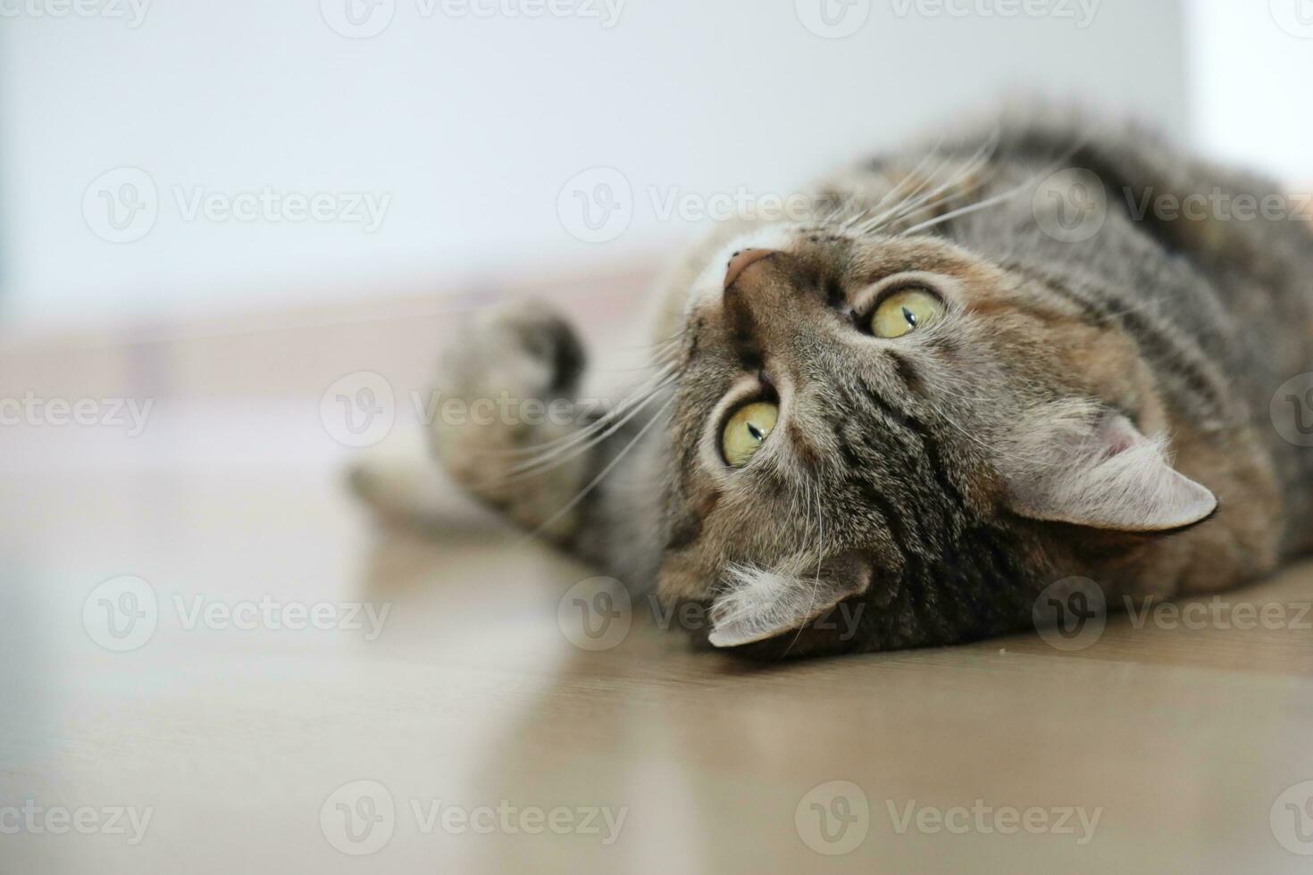 Adult Tabby Cat photo