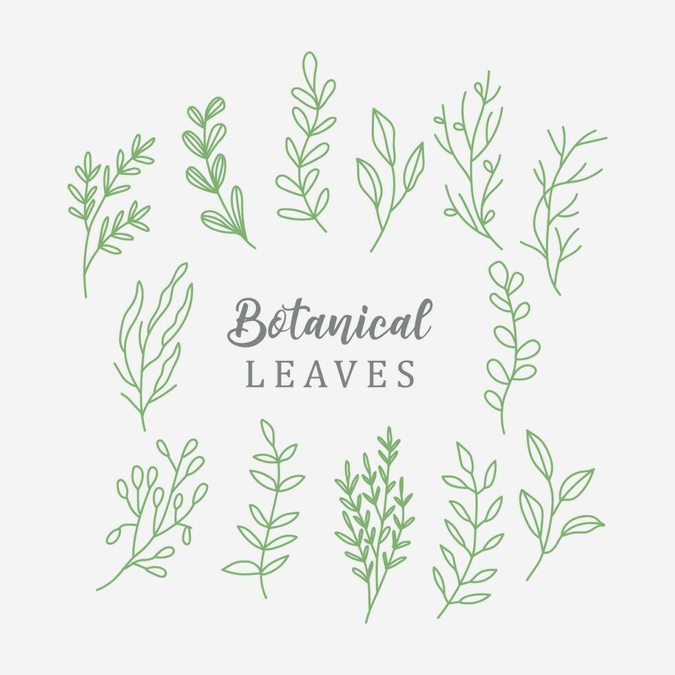 botanical leaf doodle line art collection vector
