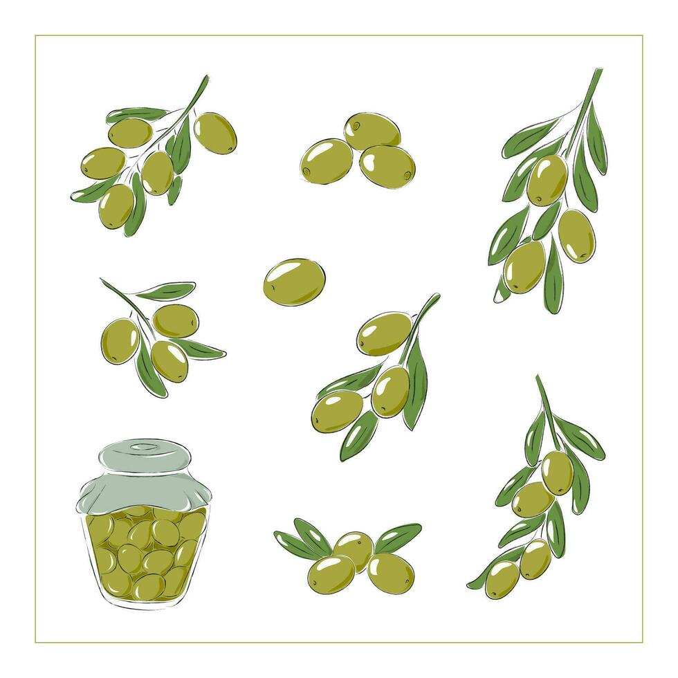 Green olive branches vector illustration, Olives canned in a jar. Isolated vector illustration on a white background.