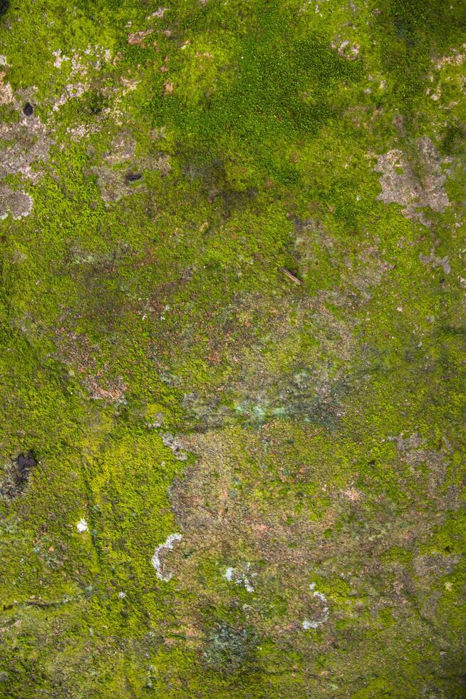 Lichen Fungi Green Moss on the old Concreate wall abstract Texture background. Rusty, Grungy, Gritty Vintage Background photo