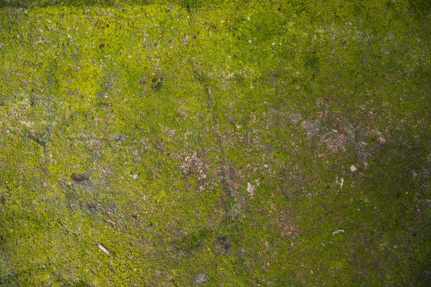 Lichen Fungi Green Moss on the old Concreate wall abstract Texture background. Rusty, Grungy, Gritty Vintage Background photo