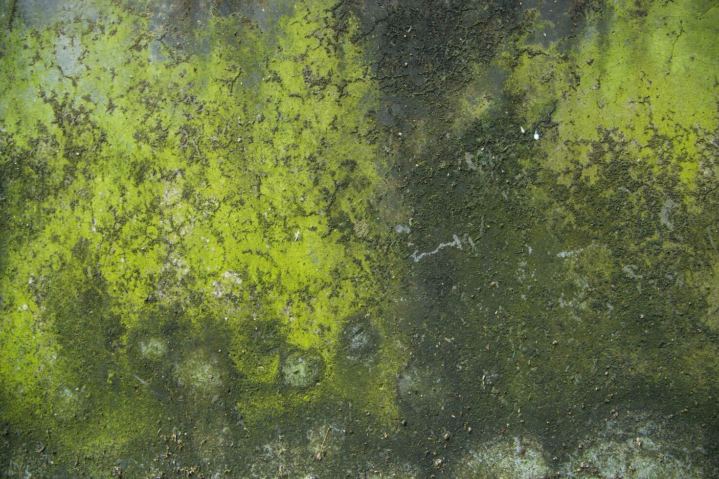 Fungi Green Moss Texture abstract background concrete wall. Rusty, Grungy, Gritty Vintage Background photo