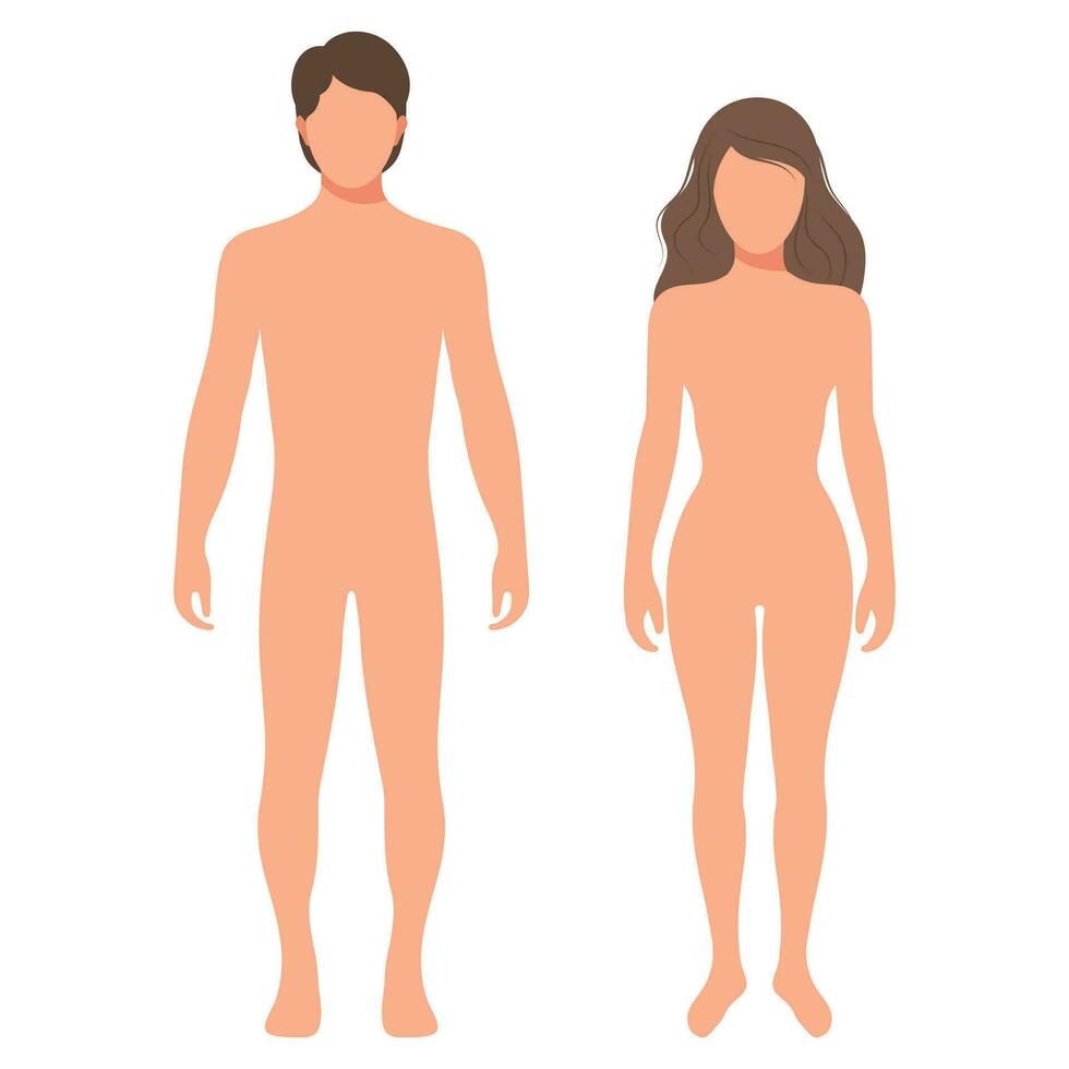 Silhouettes of male and female human body. Anatomy, template. Medical and scientific concept. Illustration, vector