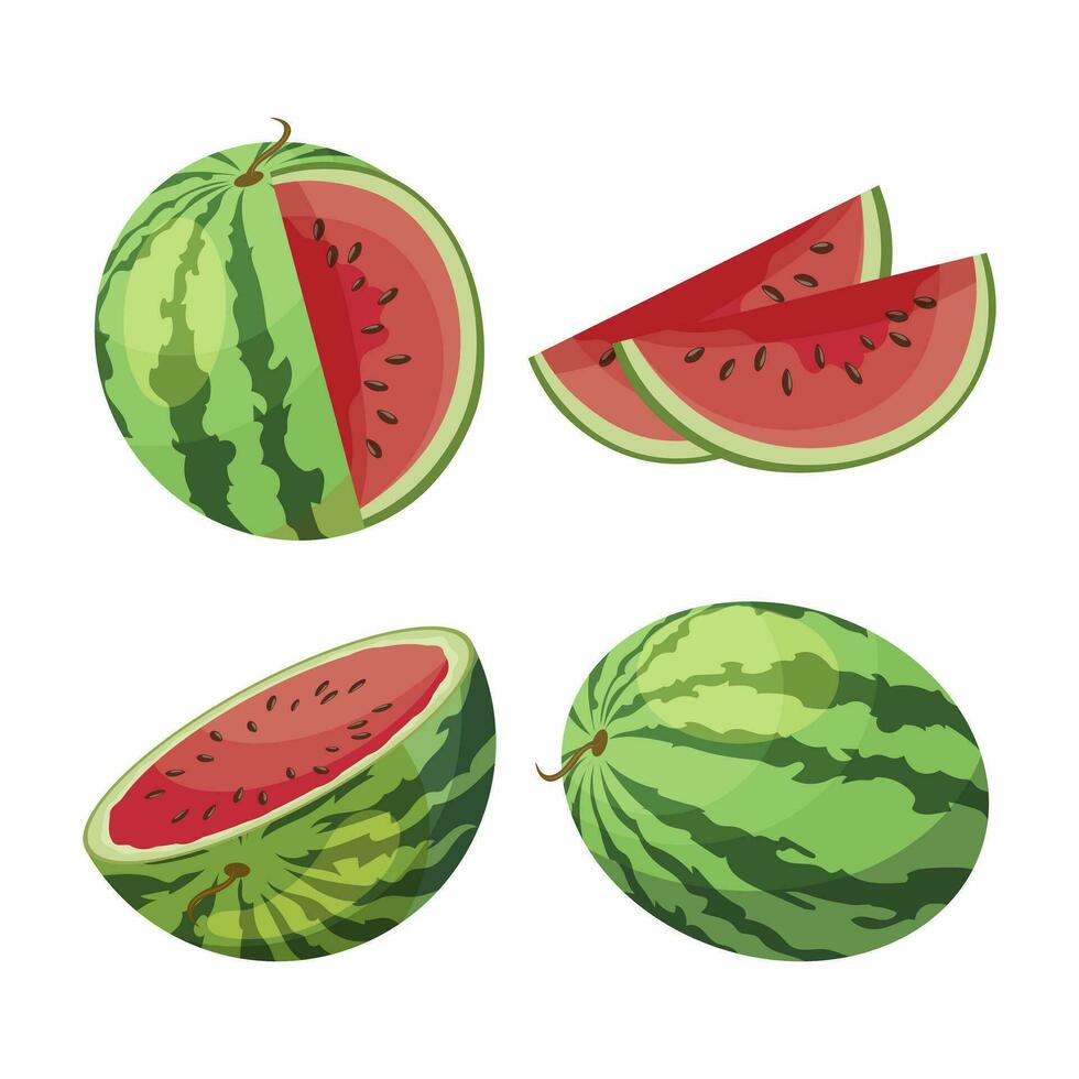 Watermelon set, whole and cut watermelon isolated on white background. Fruit illustration, vector