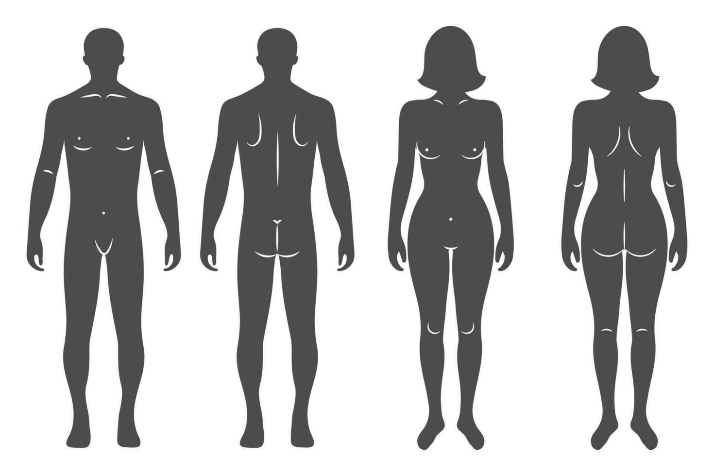 siluetas de un masculino y hembra humano cuerpo, frente y espalda puntos de vista. anatomía. médico y concepto. ilustración, vector