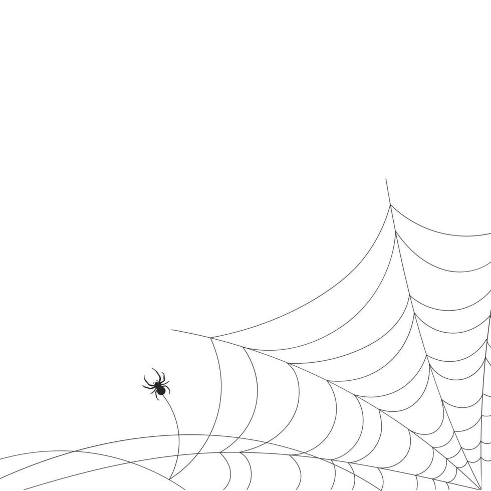 White background with cobweb and spider. Insects. Illustration, background with copy space, vector