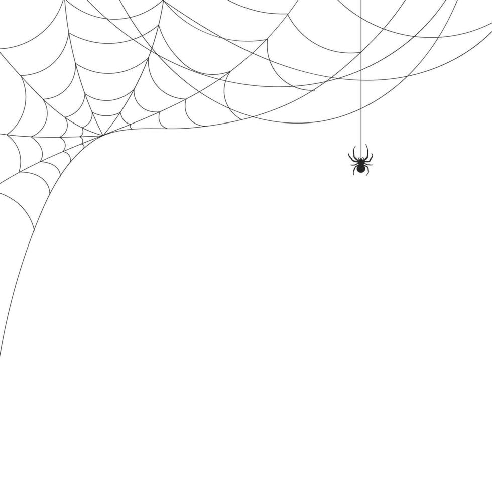 White background with cobweb and spider. Insects. Illustration, background with copy space, vector