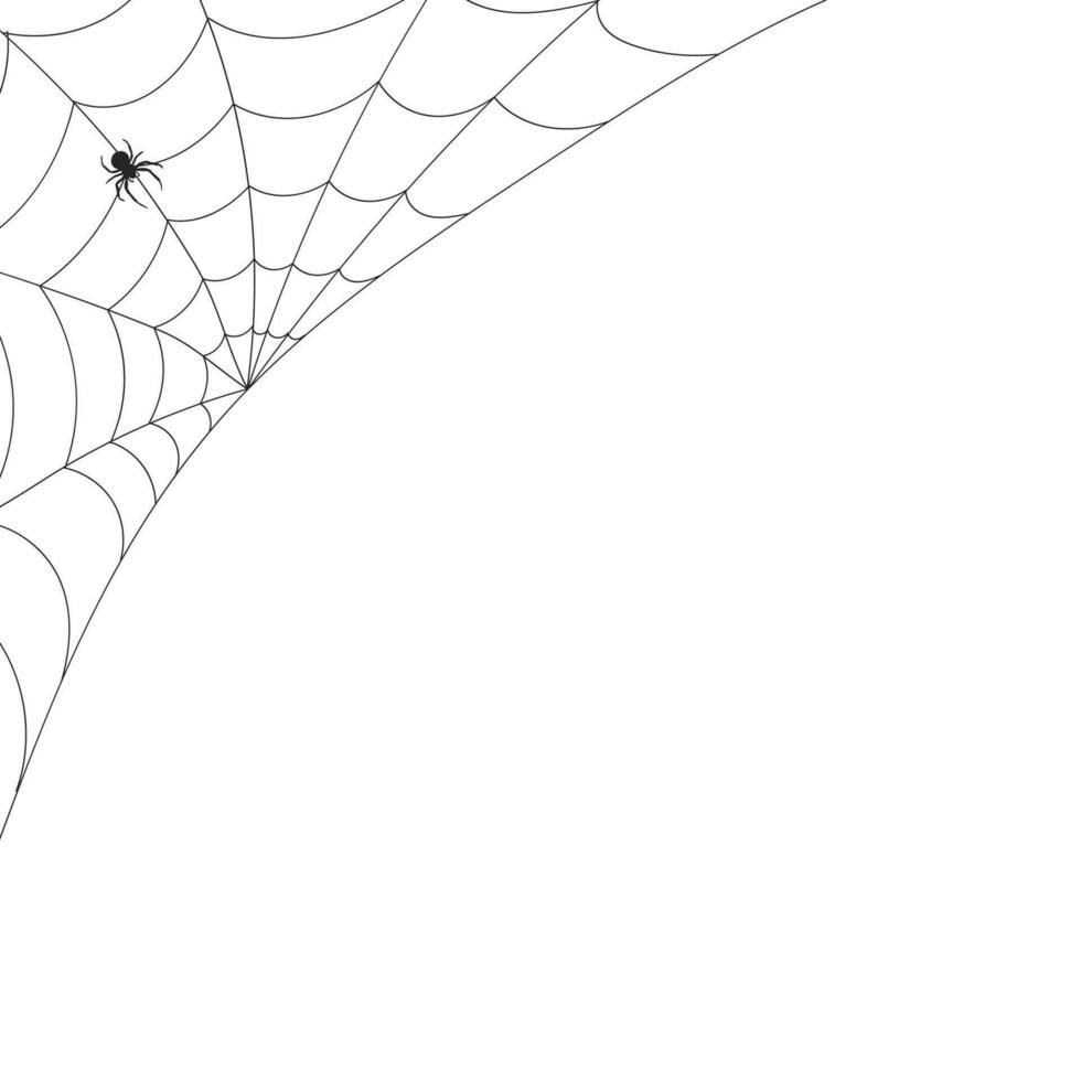 White background with cobweb and spider. Insects. Illustration, background with copy space, vector