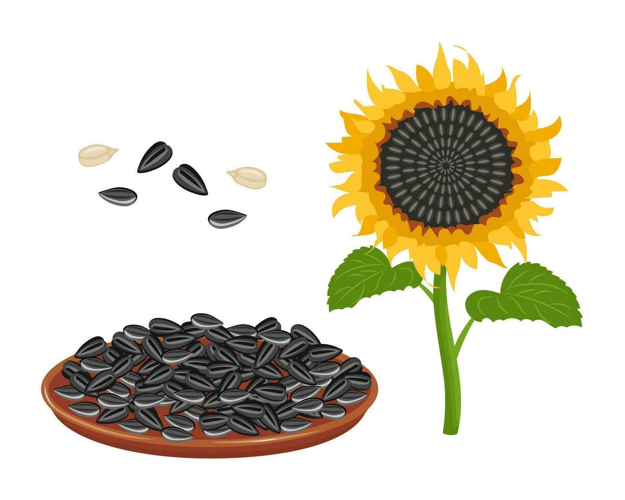 Sunflower set. Sunflower oil, sunflower plant, seeds in a canvas bag, wooden spoon and bowl. Agriculture, food. Vector