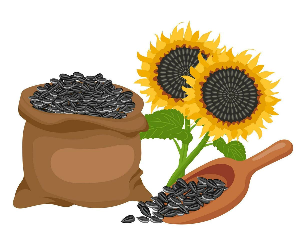 Sunflower set. Sunflower oil, sunflower plant, seeds in a canvas bag, wooden spoon and bowl. Agriculture, food. Vector