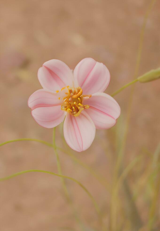 Linear Flower Stock Photos, Images and Backgrounds for Free Download