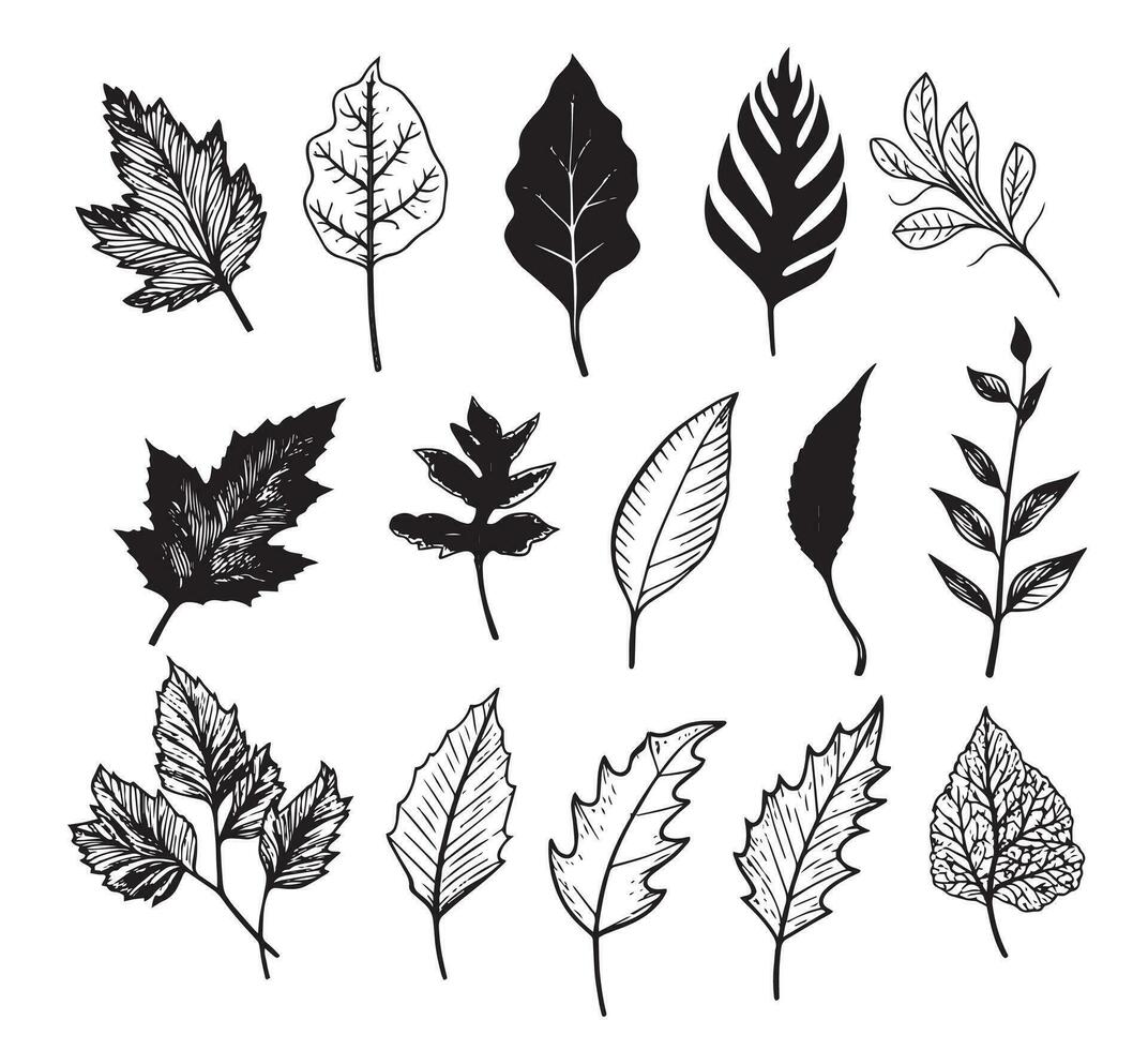 Set of leaves. Hand drawn decorative elements. Vector illustration