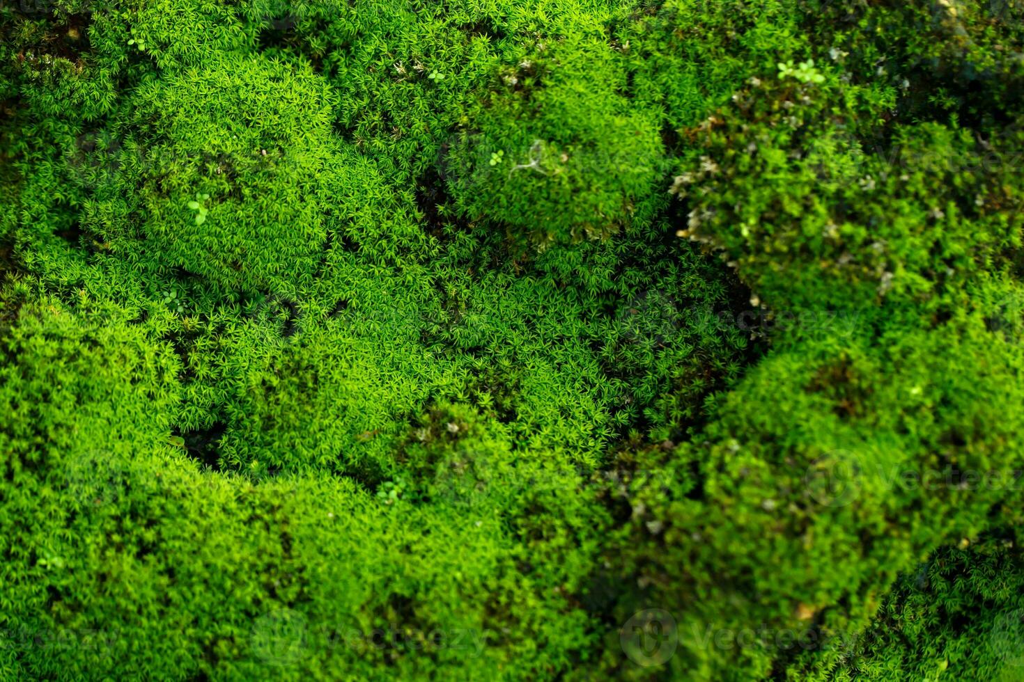 Beautiful Bright Green moss grown up cover the rough stones and on the floor in the forest. Show with macro view. Rocks full of the moss texture in nature for wallpaper. photo
