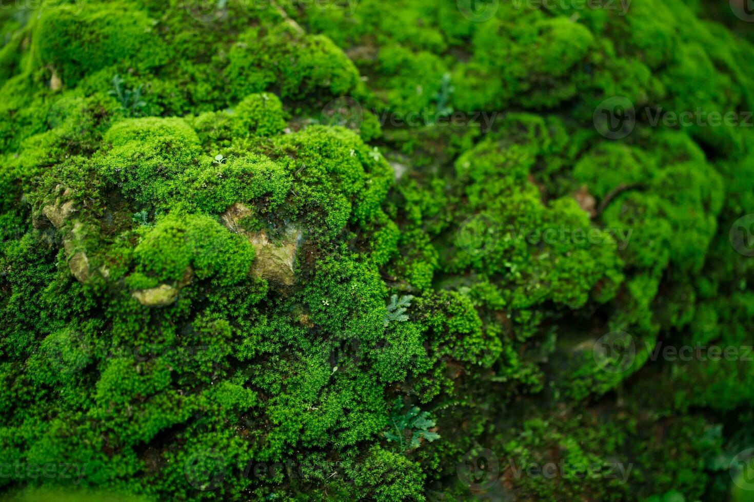 Beautiful Bright Green moss grown up cover the rough stones and on the floor in the forest. Show with macro view. Rocks full of the moss texture in nature for wallpaper. photo