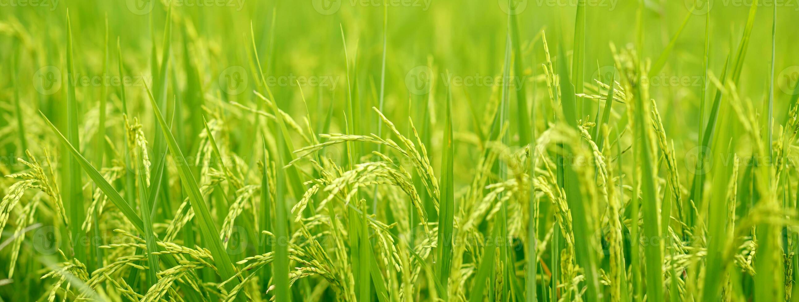 green rice field background close up beautiful yellow rice fields soft focus photo