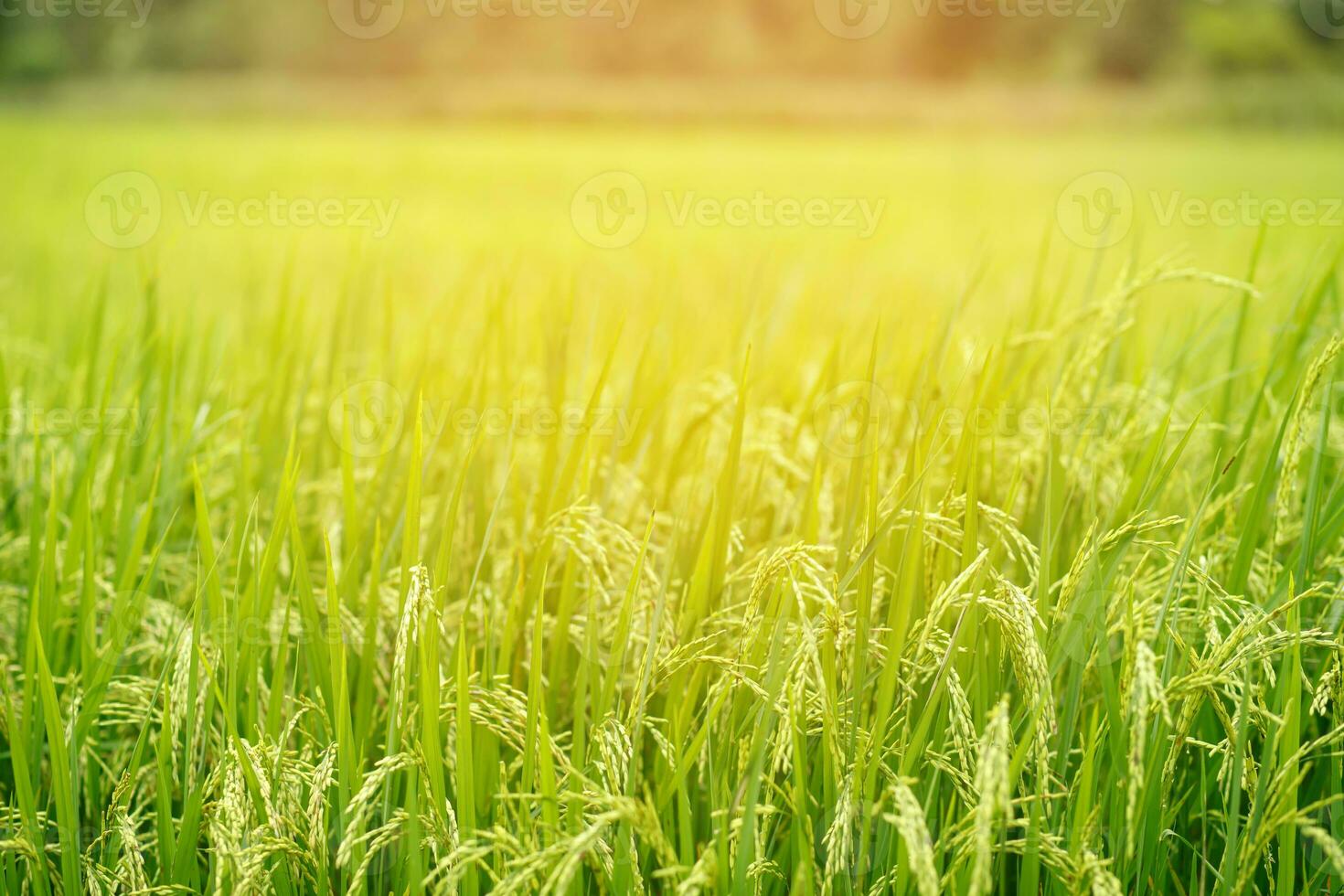 green rice field background close up beautiful yellow rice fields soft focus photo