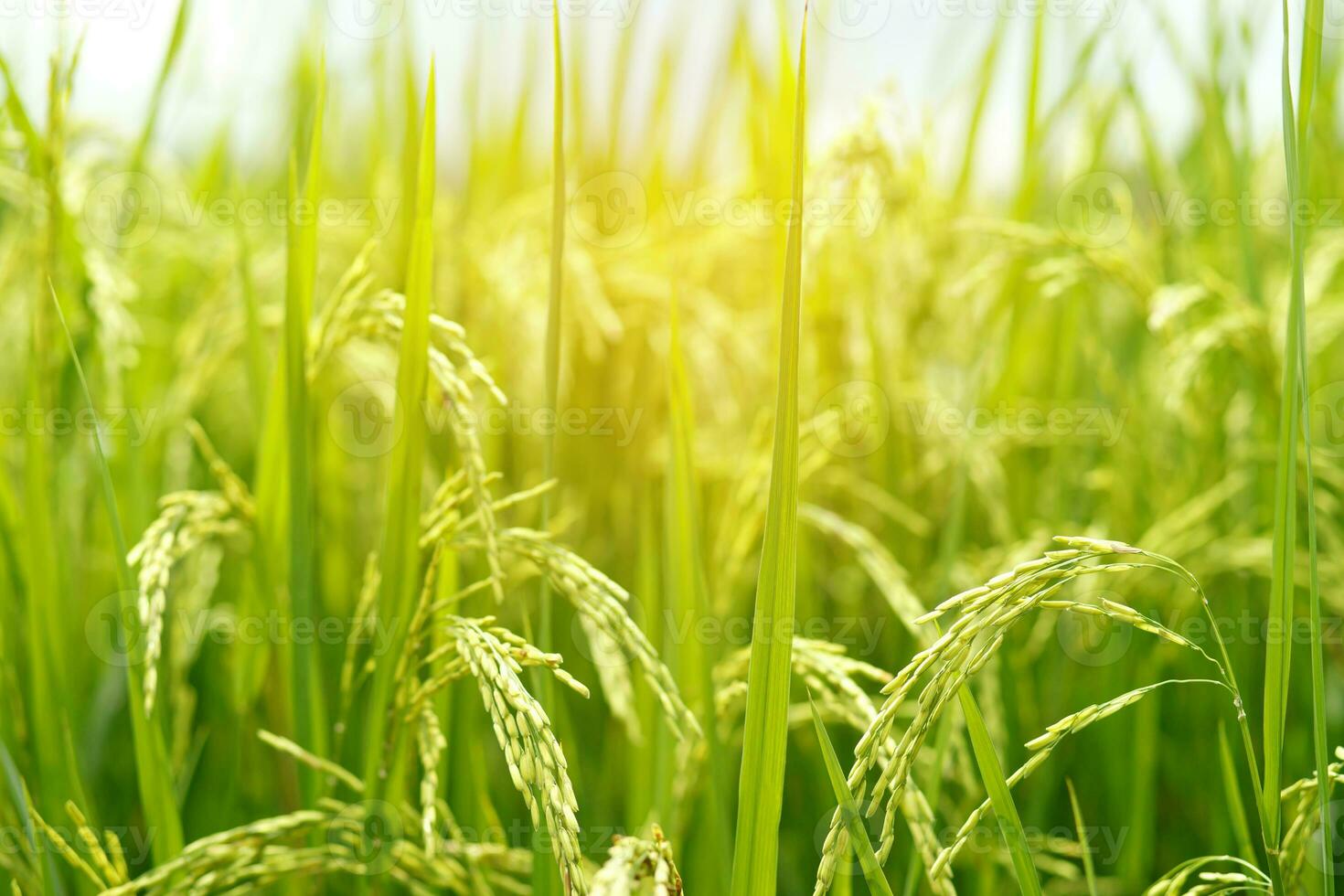green rice field background close up beautiful yellow rice fields soft focus photo
